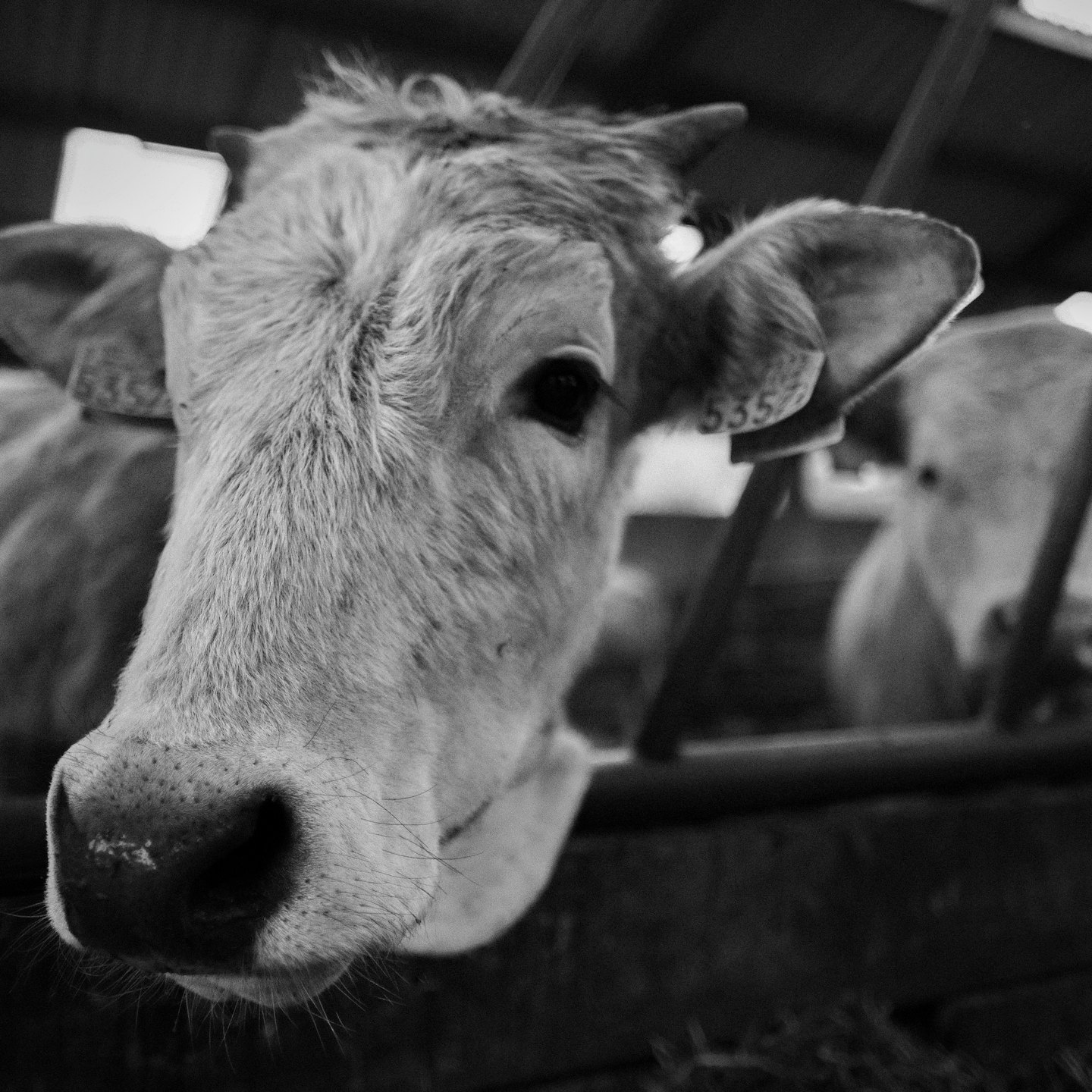 Vaca de pelaje claro con arete parada dentro de un granero.